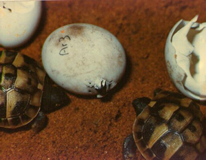hatchlings of Testudo hermanni