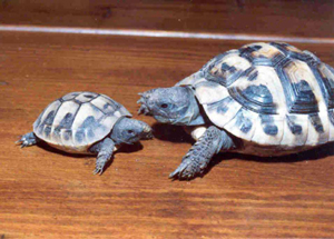 jonge landschildpadden